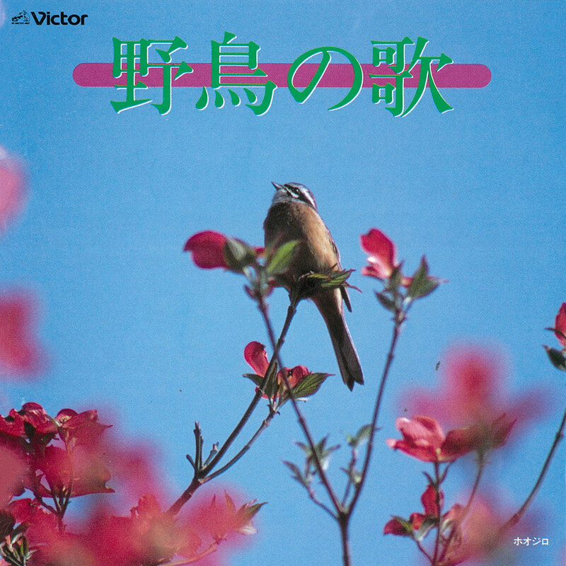 自然音 | 野鳥の歌 | ビクターエンタテインメント