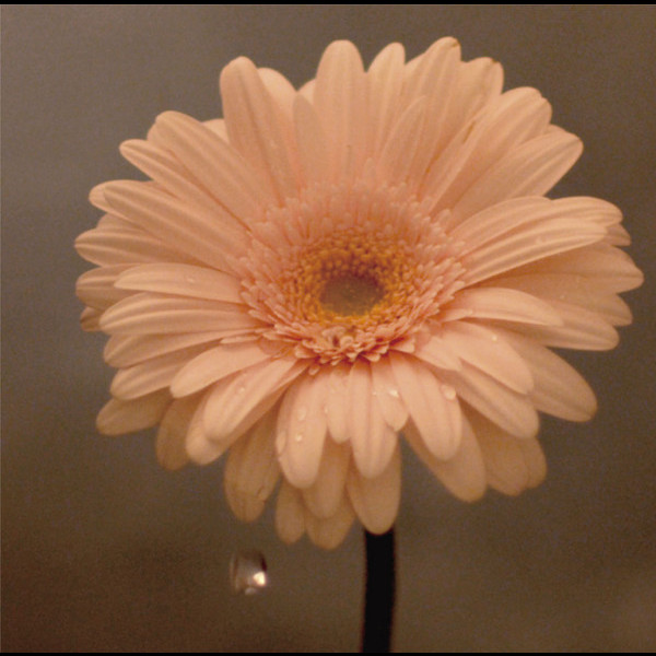 花は咲くプロジェクト Nhk 明日へ 東日本大震災復興支援ソング 花は咲く Flyingdog 花は咲くプロジェクト Nhk 明日へ 東日本大震災復興支援ソング 花は咲く Flyingdog