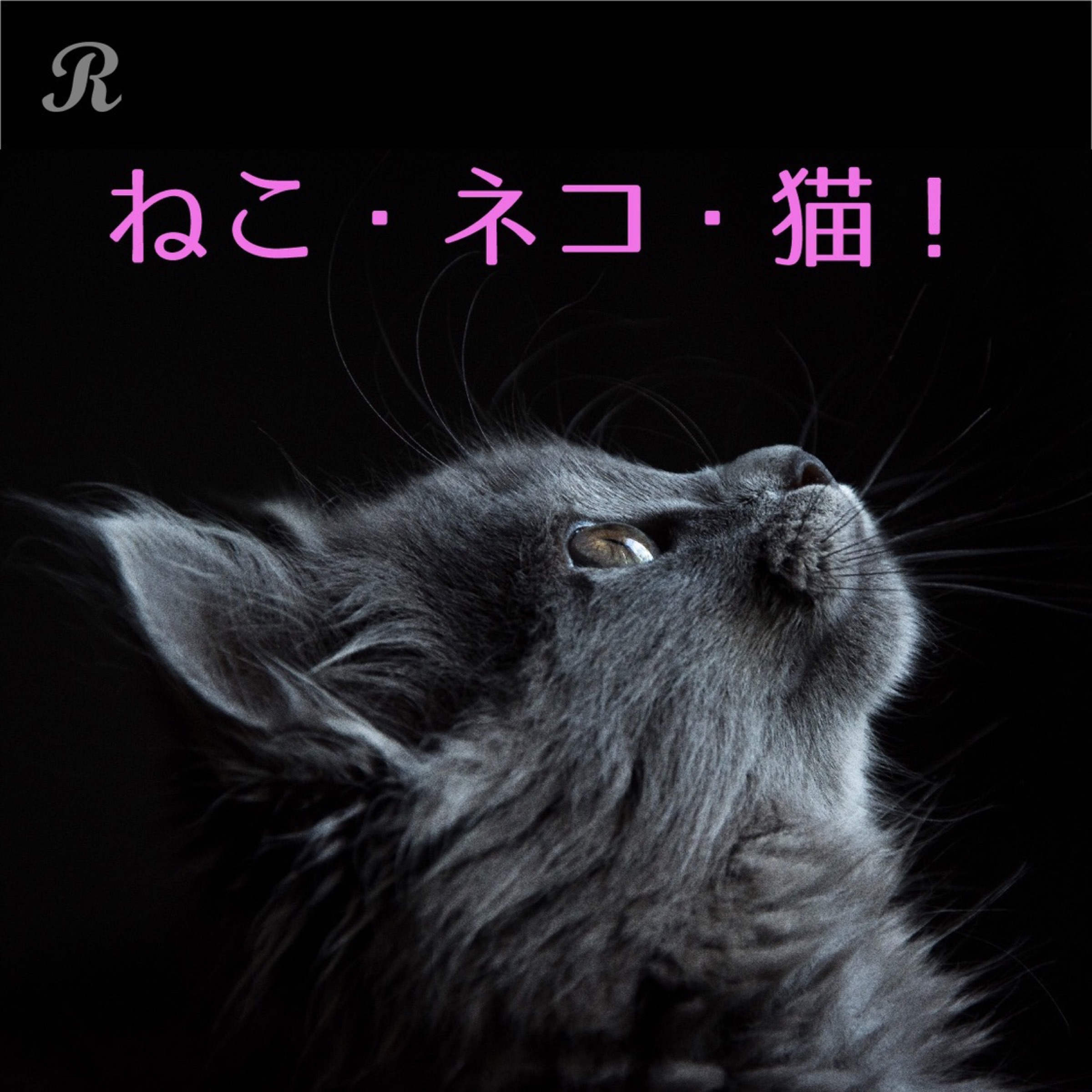 ねこ・ネコ・猫！ | プレイリスト | ビクターエンタテインメント