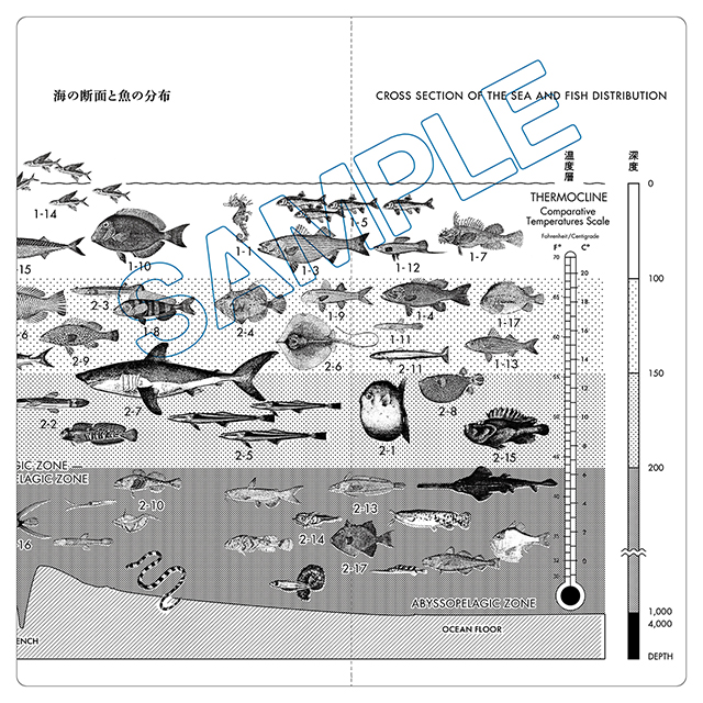 魚図鑑 (完全生産限定プレミアムBOX[3CD+魚大図鑑]) サカナクション ...